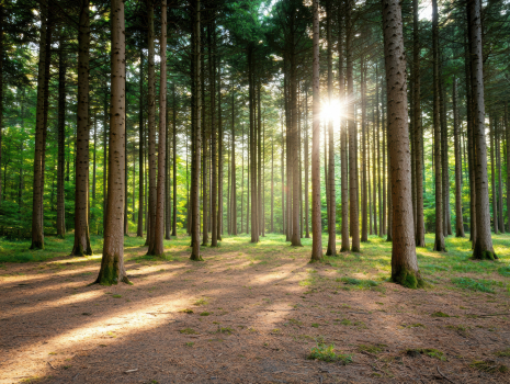 forêt nourricière