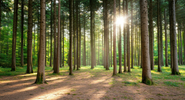 forêt nourricière