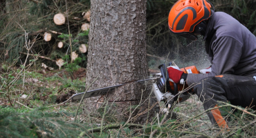 homme qui abat un arbre à la tronçonneuse